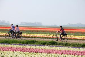 5 raisons indiscutables de faire du vélo aux Pays-Bas Vacances Vélo